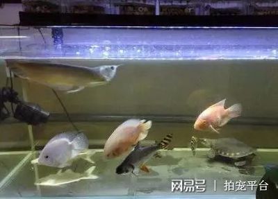 飛鳳魚的飼養(yǎng)方法：飛鳳魚換水換水換水是養(yǎng)魚過程中不可或缺的一個誤區(qū) 魚缸百科 第4張