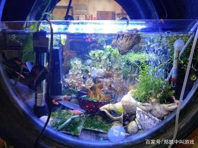 黑色的魚缸適合養(yǎng)多種魚類，：黑色的魚缸適合養(yǎng)什么樣的魚？ 魚缸百科 第3張