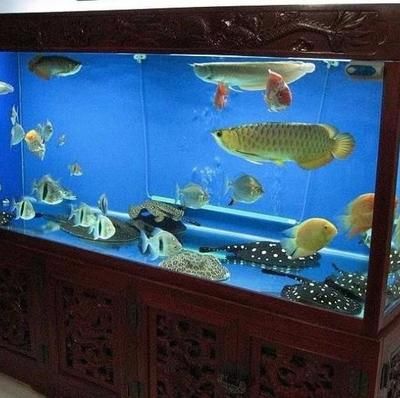 廣州魚缸定做廠家：廣州水族文化探秘 魚缸百科 第3張