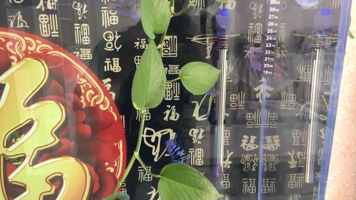 苗到家3個(gè)月，五歲曉孩評(píng)論：挺好的：苗到家3個(gè)月,五歲曉孩評(píng)論：挺好 觀賞魚(yú)論壇