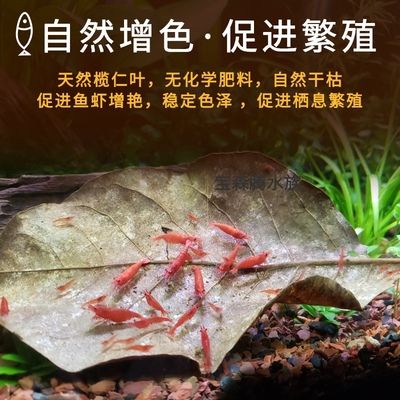 魚糞太多了，真佩服魚兒的適應(yīng)能力：很久沒換水了，魚糞太多了，真佩服魚兒的適應(yīng)能力 觀賞魚論壇 第3張