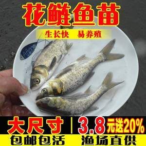 花鰱魚的養(yǎng)殖技術(shù)：花鰱魚養(yǎng)殖技術(shù) 魚缸百科 第1張