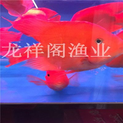 魚缸十大品牌推薦：2024魚缸十大品牌推薦 魚缸百科 第4張