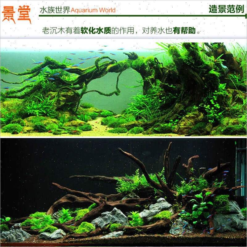 淡水魚缸造景選水草景還是海底景好：水草景淡水魚缸造景選水草景還是海底景好