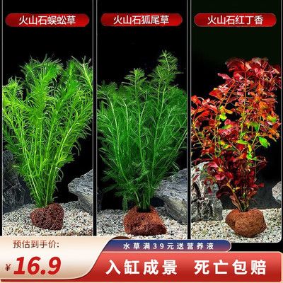 狗頭魚魚缸造景圖是什么？：創(chuàng)意魚缸裝飾品指南