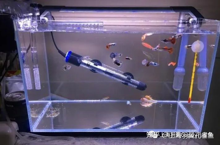 恒溫魚(yú)缸適合養(yǎng)多種魚(yú)類(lèi)，養(yǎng)殖過(guò)程中需要注意以下幾點(diǎn)：如何選擇適合的魚(yú)缸環(huán)境 魚(yú)缸百科 第2張