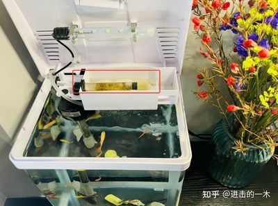 魚缸過濾器的安裝方法：關于魚缸過濾器的安裝方法 魚缸百科 第1張