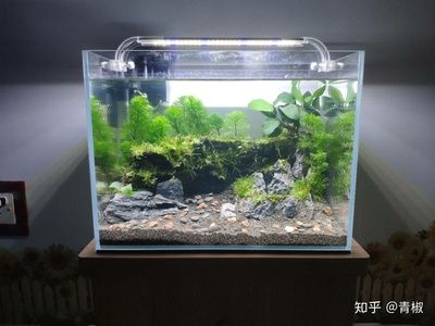 漢江魚缸和新漢江魚缸的差異以及用戶對(duì)于魚缸的評(píng)價(jià)：漢江魚缸與新漢江魚缸的區(qū)別 魚缸百科 第1張