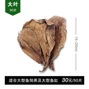 橄欖葉是一種常見的魚缸裝飾物可以為魚缸帶來益處：橄欖葉在魚缸中的使用 魚缸百科 第1張