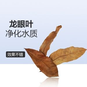 橄欖葉是一種常見的魚缸裝飾物可以為魚缸帶來益處：橄欖葉在魚缸中的使用 魚缸百科 第2張