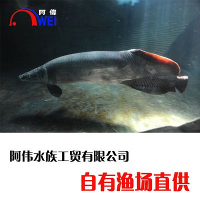 海象魚的飼養(yǎng)方法：海象魚的養(yǎng)護(hù)秘籍探索如何養(yǎng)護(hù)海象魚的養(yǎng)護(hù)秘籍探索 魚缸百科 第3張