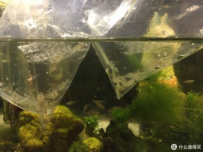 觀海水族魚缸創(chuàng)造出一個(gè)適合蝦生活的良好環(huán)境養(yǎng)蝦指南：養(yǎng)蝦指南 魚缸百科 第3張