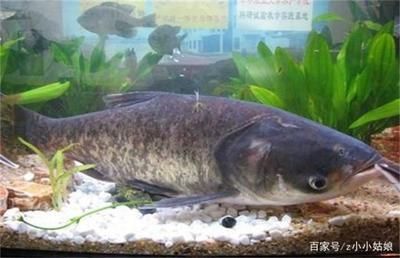 花鰱魚的養(yǎng)殖方法：花鰱魚在魚缸的養(yǎng)殖方法 魚缸百科 第1張