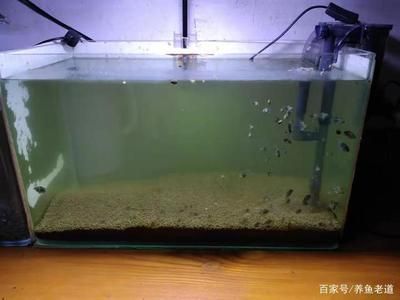 給魚缸換水的注意事項：給魚缸換水的方式和注意事項 魚缸百科 第1張