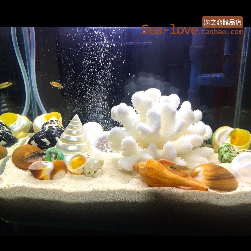 熱帶魚飼養(yǎng)的歷史演變熱帶魚飼養(yǎng)的歷史演變熱帶魚飼養(yǎng)的歷史演變：海魚缸造景是什么？