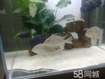 觀賞魚(yú)缸的換水步驟和注意事項(xiàng)：觀賞魚(yú)缸換水步驟及注意事項(xiàng) 魚(yú)缸百科 第1張