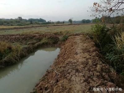 紅海魚缸養(yǎng)殖指南：紅海生態(tài)揭秘紅海生態(tài)揭秘紅海蝦類養(yǎng)殖指南 魚缸百科 第2張