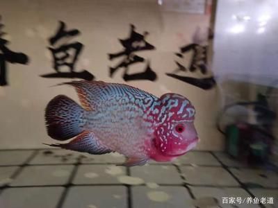 蝴蝶鯉魚缸設(shè)計的藝術(shù)選擇合適的魚缸設(shè)計藝術(shù)選擇：蝴蝶鯉養(yǎng)殖技巧