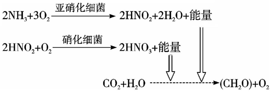 光合硝化細菌的培養(yǎng)技巧：光合硝化細菌可以直接放在魚缸里但需要注意以下幾點 魚缸百科 第1張