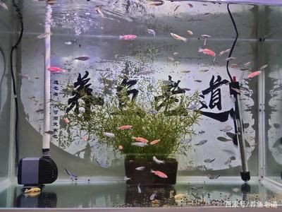 魚缸設計中管道布局的藝術：現代家庭魚缸設計趨勢傾向于與室內裝飾的和諧共生 魚缸百科 第4張