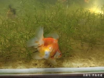 飛鳳魚的飼養(yǎng)環(huán)境：關于飛鳳魚的飼養(yǎng)環(huán)境