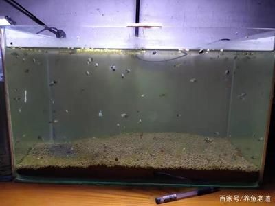 飛鳳魚的飼養(yǎng)環(huán)境：關于飛鳳魚的飼養(yǎng)環(huán)境