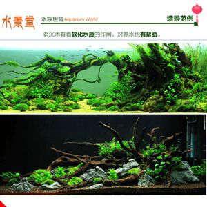 魚缸布景魚缸布景的維護(hù)技巧：水草造景的藝術(shù)與技巧：水草造景的藝術(shù)與技巧 魚缸百科 第3張