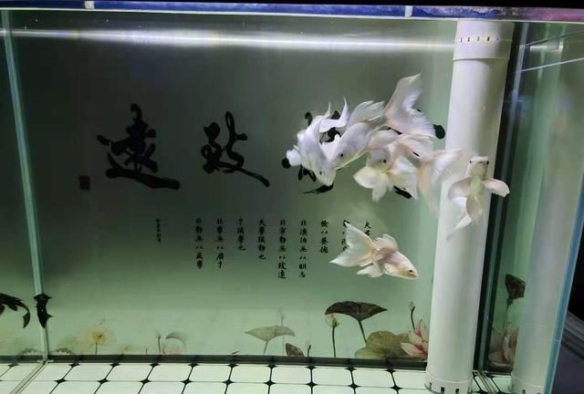 底濾魚缸怎樣放水？：如何選擇合適的魚缸底濾 魚缸百科 第1張