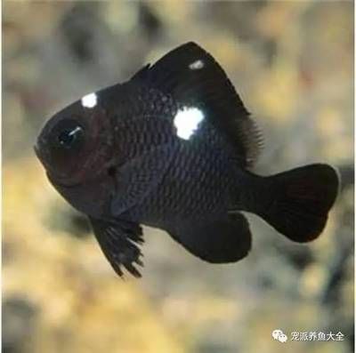 黑色的熱帶魚的養(yǎng)護(hù)秘籍：如何選擇一個(gè)好養(yǎng)的黑色魚缸 魚缸百科 第3張