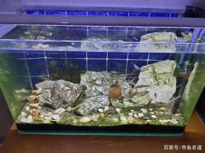 魚缸造景的藝術(shù)與技巧，你了解多少？：水族館的養(yǎng)護(hù)與管理 魚缸百科 第4張