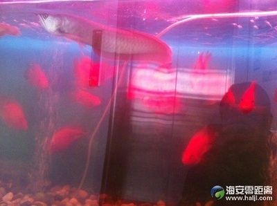 生態(tài)魚缸的維護(hù)秘籍：海安市多家店鋪銷售魚缸