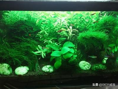 魚缸水草泥的養(yǎng)護(hù)技巧：水草泥的養(yǎng)護(hù)技巧