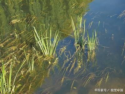 魚缸加熱棒應(yīng)注意安全性避免因安全事故導(dǎo)致二次污染或傷害：如何正確安裝魚缸加熱棒 魚缸百科 第1張