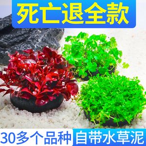 淡水魚缸選擇水草：淡水魚缸中的水草種類、水草種類、水草種類、水草種類