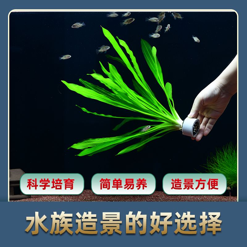 淡水魚缸選擇水草：淡水魚缸中的水草種類、水草種類、水草種類、水草種類 魚缸百科 第3張