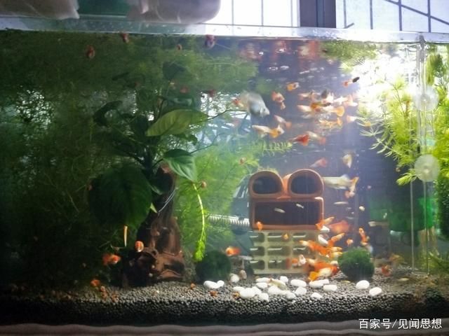 魚缸水渾濁怎么辦：鳳尾魚魚缸水渾濁背后的水渾濁背后的水質(zhì)學(xué)可以預(yù)防 魚缸百科 第2張