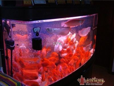 風水學中養(yǎng)幾條魚對財運有影響，風水魚缸布局技巧：養(yǎng)幾條魚對財運有影響