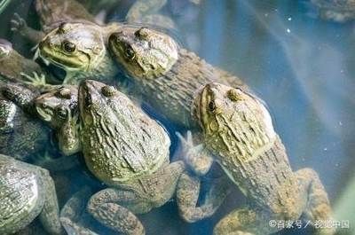 黑魚在魚缸中的養(yǎng)護需要考慮水質(zhì)管理、餌料投喂和注意事項：黑魚在魚缸中養(yǎng)護的方法