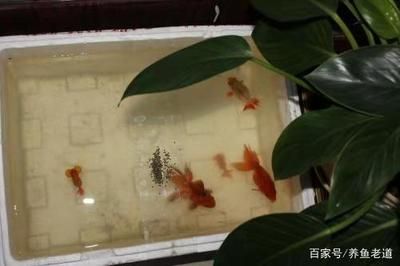 魚缸保溫的方法有哪些：魚缸保溫方法有哪些