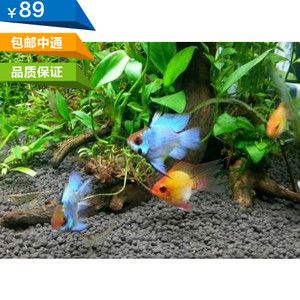 荷蘭鳳凰魚和非洲鳳凰魚的養(yǎng)殖差異鳳凰魚的養(yǎng)殖需求：鳳凰魚怎么養(yǎng)？ 魚缸百科 第2張