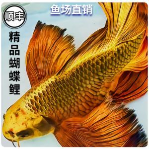 蝴蝶鯉的飼養(yǎng)技巧，：蝴蝶鯉在家庭魚(yú)缸中可以繁殖的重要方面是關(guān)于蝴蝶鯉的飼養(yǎng)技巧