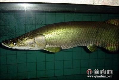 海象魚的飼養(yǎng)與養(yǎng)護：海象魚在魚缸中的生長潛力大小對海象魚的生長有影響