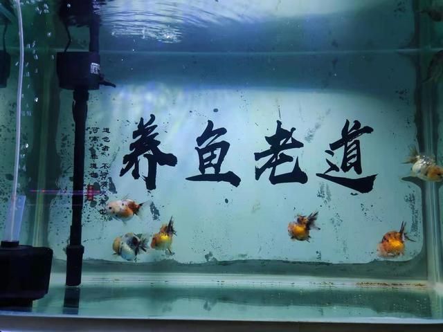 魚缸消毒的科學方法：剛買回來的魚缸消毒的科學方法魚缸消毒的科學處理步驟 魚缸百科 第2張