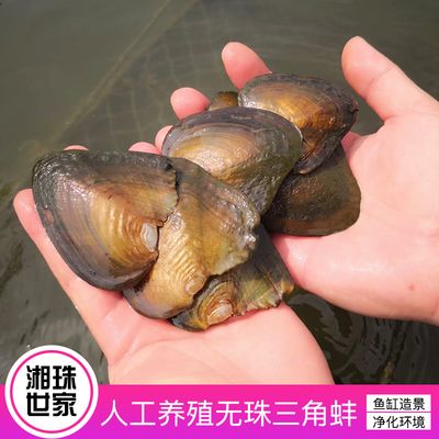 魚缸水質(zhì)管理策略養(yǎng)河蚌在魚缸水質(zhì)管理策略養(yǎng)魚策略：養(yǎng)河蚌在魚缸中存在多種潛在危害，需要養(yǎng)魚者謹(jǐn)慎對待 魚缸百科 第1張