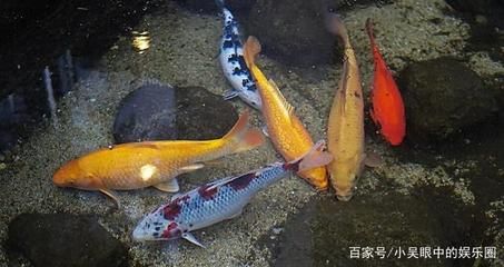 淡水魚魚缸放鹽的方法：淡水魚魚缸中放鹽的方法 魚缸百科 第2張