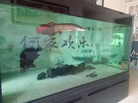 海象魚飼養(yǎng)缸尺寸詳細(xì)信息，養(yǎng)海象魚的魚缸應(yīng)該是長3米以上的缸：海象魚的飼養(yǎng)技巧 魚缸百科 第2張