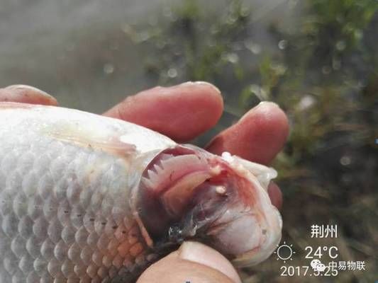 紅鯽魚在魚缸中死亡的原因：紅鯽魚為什么會(huì)死亡