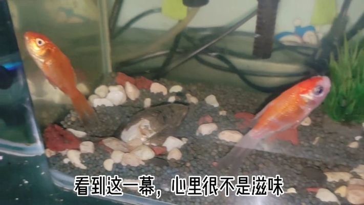 河蚌在魚缸中養(yǎng)不張嘴可能是由于死亡、缺氧而無法正常生活：河蚌養(yǎng)在魚缸里不張嘴是什么原因？ 魚缸百科