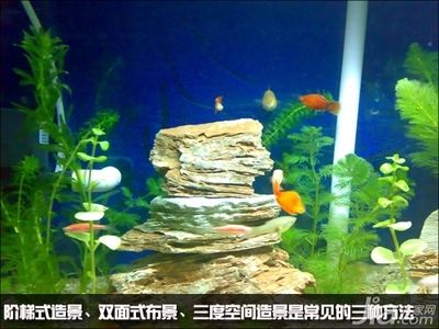 觀賞魚缸造景的價格受多種因素影響魚缸造景的價格受多種因素影響：觀賞魚缸造景的價格