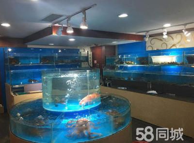 選購海鮮市場魚缸需要注意哪些問題？：海鮮市場魚缸的優(yōu)勢 魚缸百科 第1張